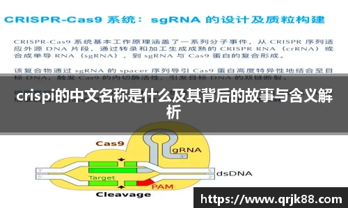 crispi的中文名称是什么及其背后的故事与含义解析